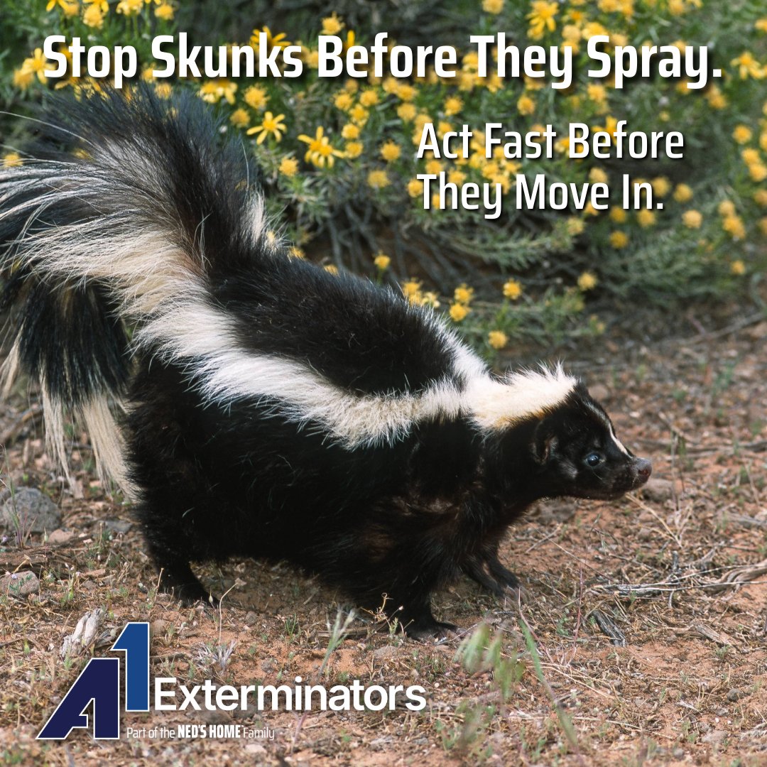 A1Exterminators's tweet image. 🌙 Late summer means more than warm nights — skunks are on the move! 🦨 Don’t let them dig or spray near your home. 👉 Call (855) 601-0691 #a1exterminators #exterminators #pestcontrol #wildlifecontrol #skunkcontrol