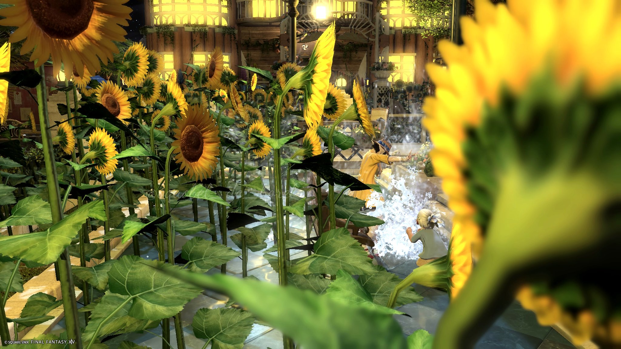 向日葵ページ 向日葵🌻 (@Himawari_2P) / X