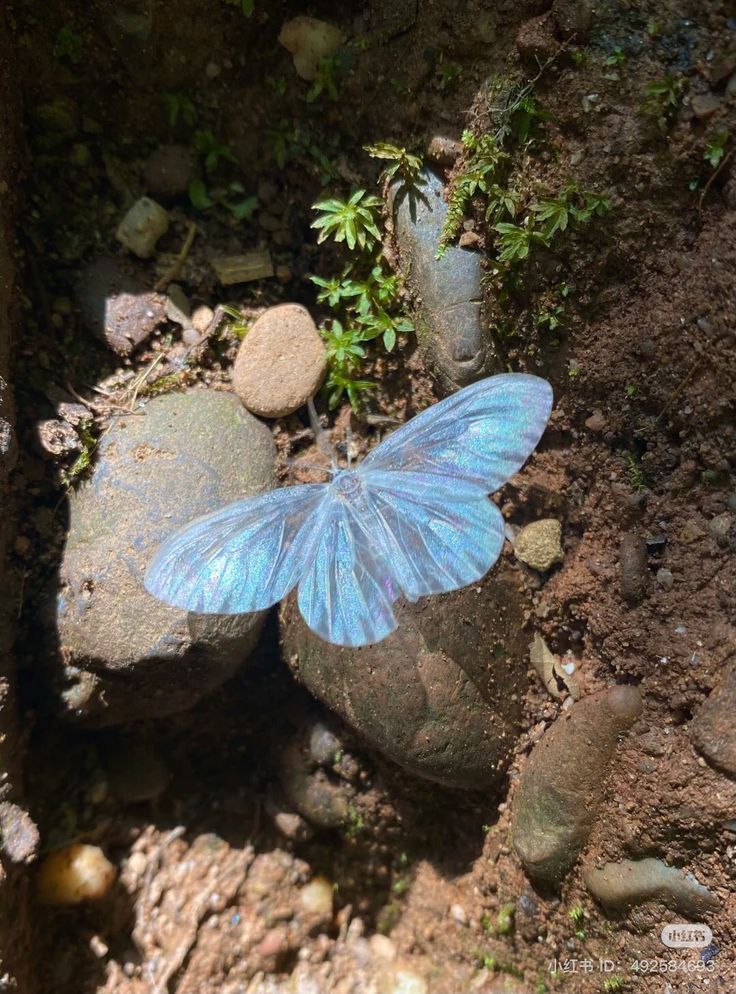 kiwiairene's tweet photo. butterfly. https://t.co/wcE4D1tNJk