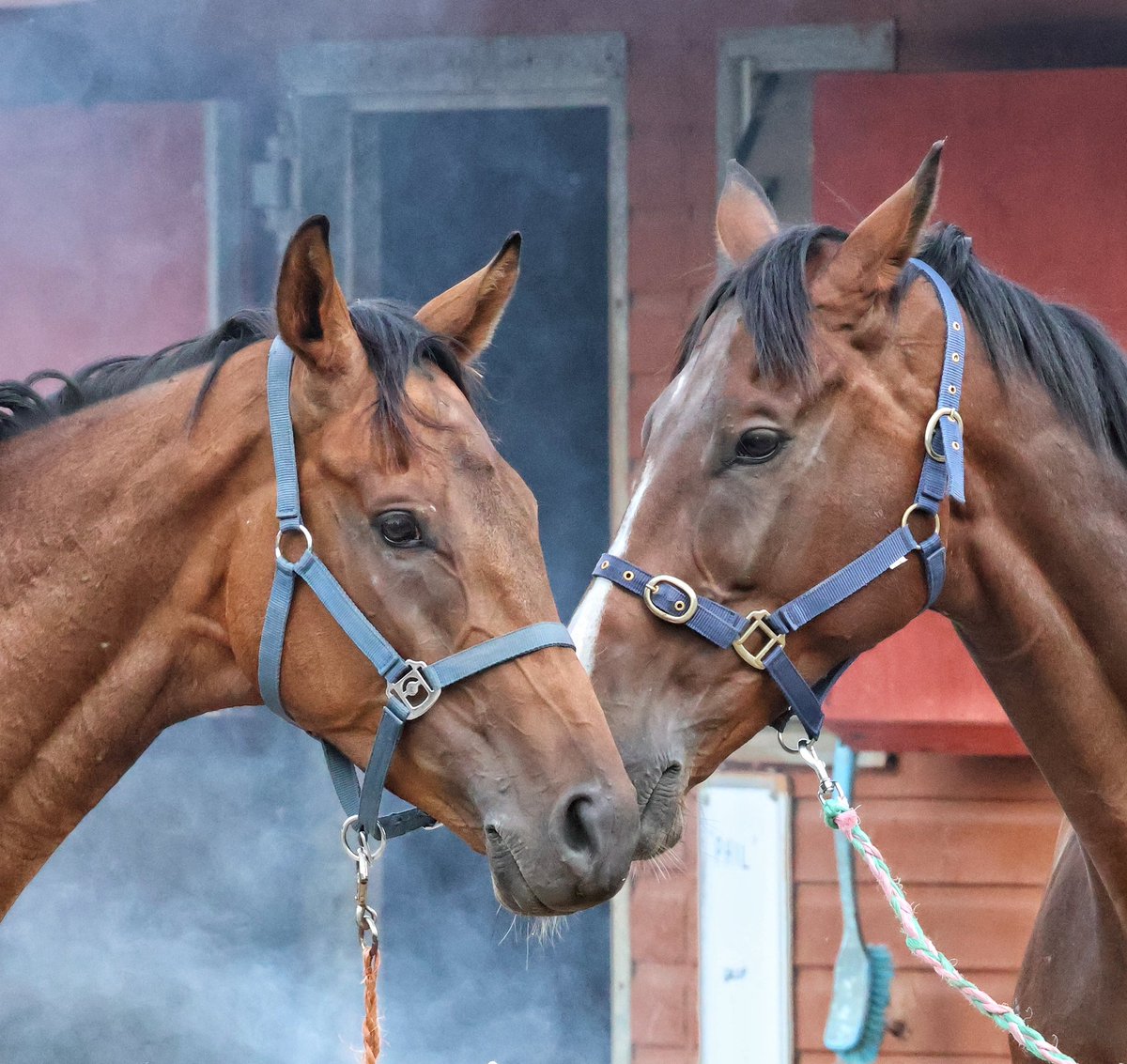 Jillybean (@jillhurst14) on Twitter photo A brilliant morning <a href="/NandJ_WilliamsR/">Jane Williams Racing</a> for #NationalRacehorseWeek. Fantastic to see so many enthusiastic youngsters there, racing fans of the future I hope. Just 4 of the hundreds of photos I took! A brilliant morning <a href="/NandJ_WilliamsR/">Jane Williams Racing</a> for #NationalRacehorseWeek. Fantastic to see so many enthusiastic youngsters there, racing fans of the future I hope. Just 4 of the hundreds of photos I took!