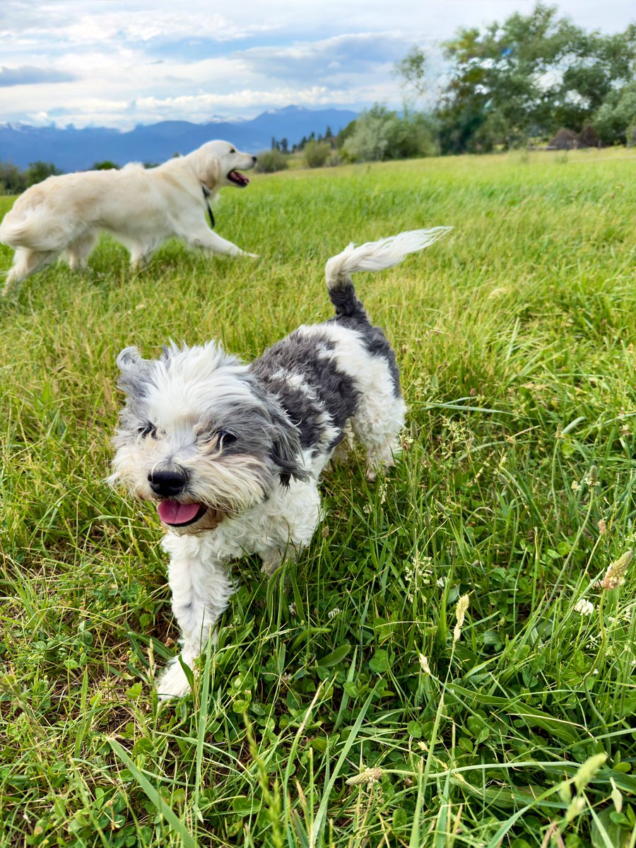 This one goes out to all the dogs. Happy #NationalDogDay