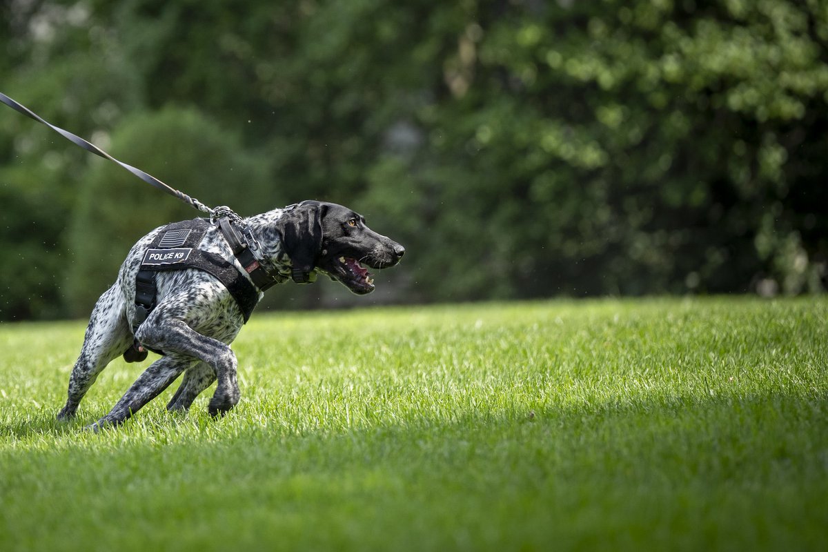 Claro y Directo (@claroydirecto_) on Twitter photo 📸 🐕 | <a href="/WhiteHouse/">The White House</a> celebró el Día Nacional del Perro rindiendo homenaje a los canes del Servicio Secreto, que cumplen labores de protección y seguridad presidencial. 📸 🐕 | <a href="/WhiteHouse/">The White House</a> celebró el Día Nacional del Perro rindiendo homenaje a los canes del Servicio Secreto, que cumplen labores de protección y seguridad presidencial.