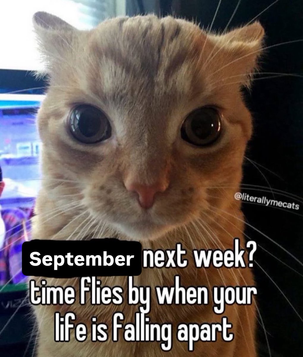 LiterallyMeCats (@literallymecats) on Twitter photo 