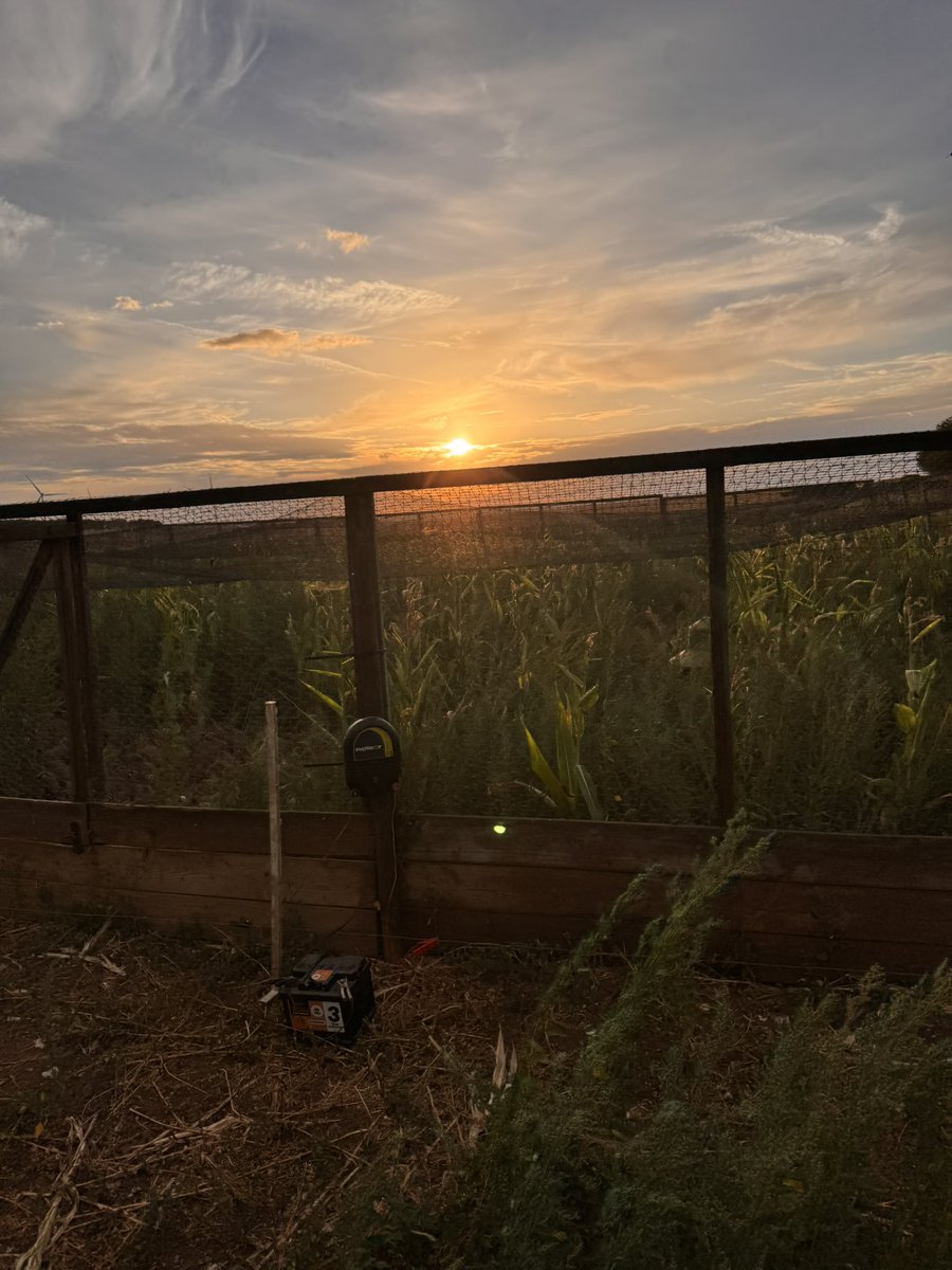 That time of year again.… evening checks with my assistant (Mrs G)  scoffing blackberries out of the hedge rather than helping...