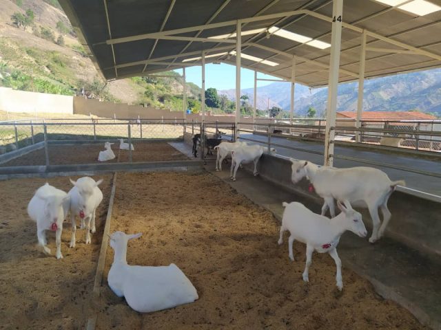 #26Agos #Evento Inviyación 
FEDERACIÓN NACIONAL DE GANADEROS CAPRINOS Y OVINOS DE VENEZUELA 
Tiene el honor de Convocar a todos los productores Caprinos y Ovinos de Venezuela, a todos sin excepción ninguna....