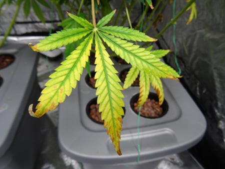 Kinnabis420's tweet image. Kinnabis Quick Fix Friday - 🌱 Nitrogen Deficiency
“Leaves fading faster than your last lighter? 💨 Bottom leaves turning yellow is your plant crying out for more N. Feed her right, keep her green, keep her growing.”  #Kinnabis #QuickFixFriday #CannabisGrowth #CannabisCommunity