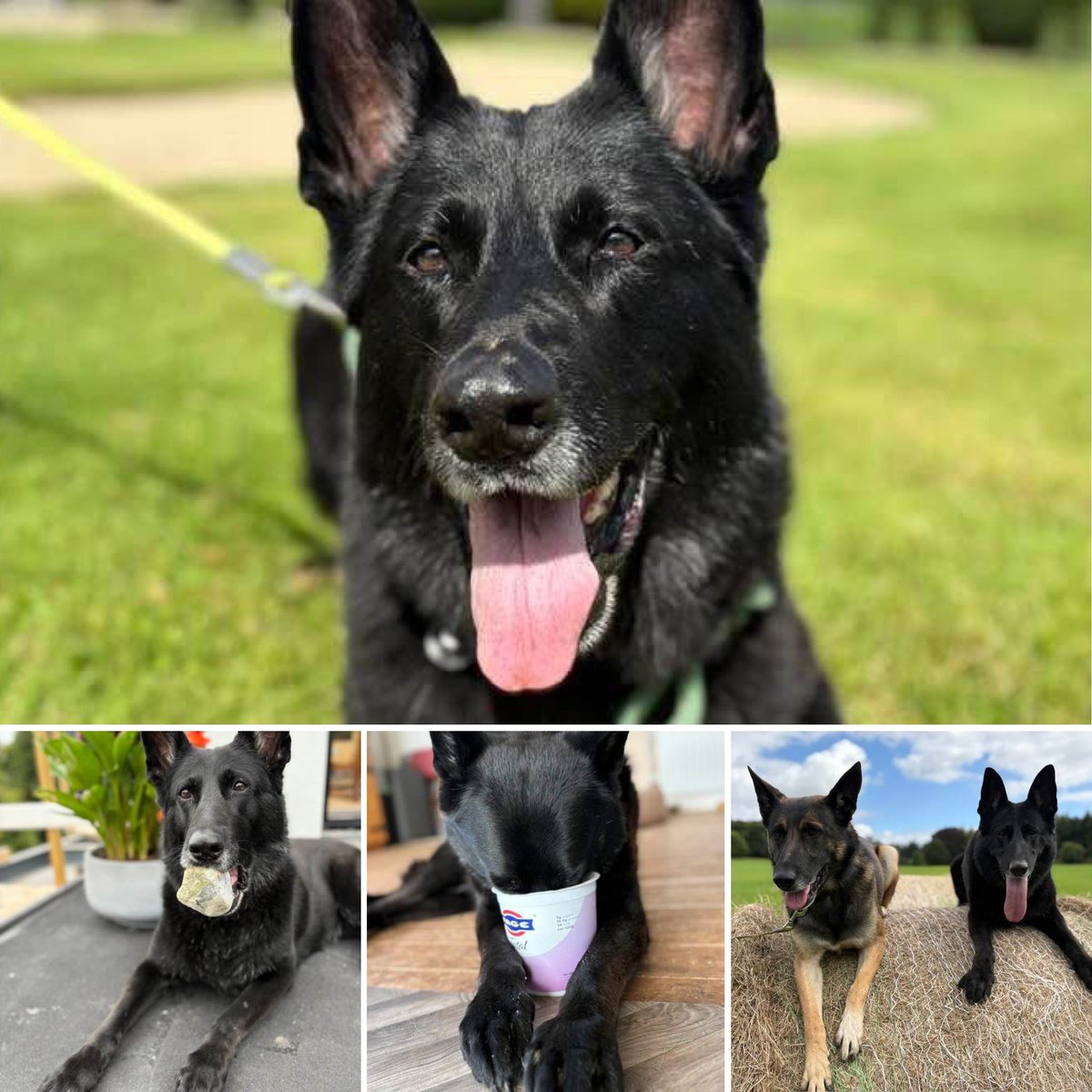 Happy international dog day, and a special happy birthday to RPD Ursa who turns 10 today! 🥳

We wish you a long and healthy retirement 🙌🏻

🐶🐾💙