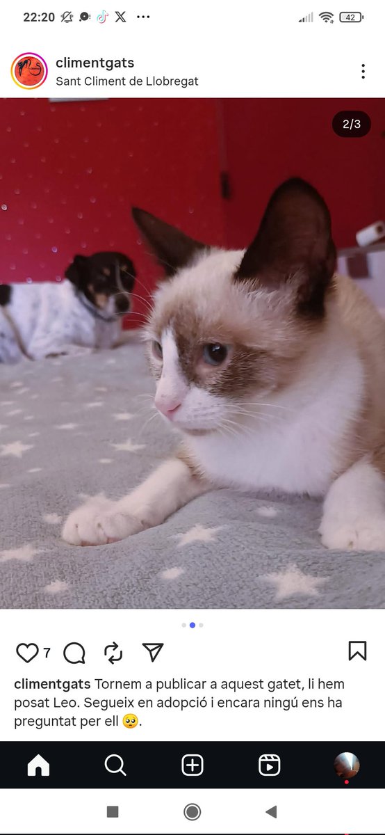 Seguim cercant adopció, ningú ens pregunta per Leo.
La companya que el té en acollida em diu que és molt carinyós i bo, que només vol moixaines.
Té 3 mesos aprox i es porta molt bé amb altres gatets o gossets.
Si esteu interessats, escriviu -me DM.

Una familia per Leo ❤️
