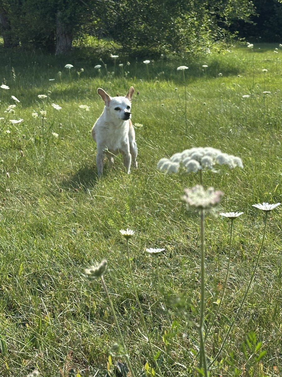 Goodbye, Chesnut. I love you forever, my puppy.

Thank you all for showing him your love over the years. If he knew you, he would have loved you back. But I know in my heart, he felt it all. He was such a happy boy.

2007-2025