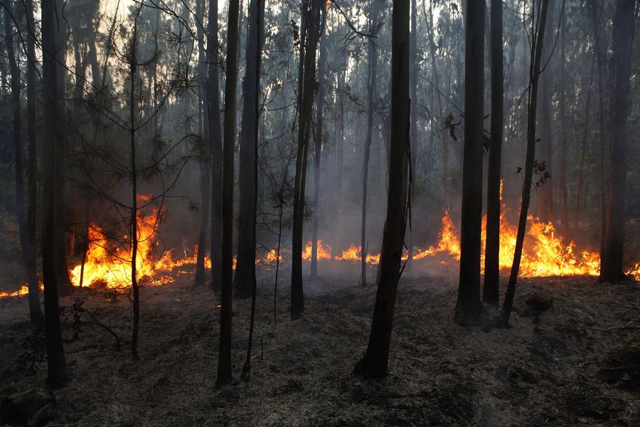 Crimes de Incêndio Florestal: 85% dos Casos São Arquivados e Apenas 5% Chegam a Tribunal
Por: oRegiões
...
Apesar de o crime de incêndio florestal poder ser punido com até 12 anos de prisão, a esmagadora maioria das investigações abertas em Portugal acaba por não r...