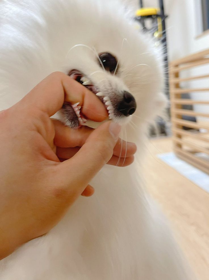 fairycodex's tweet image. MI PRINCESA, se llama Miel, me al regalo mi esposo.