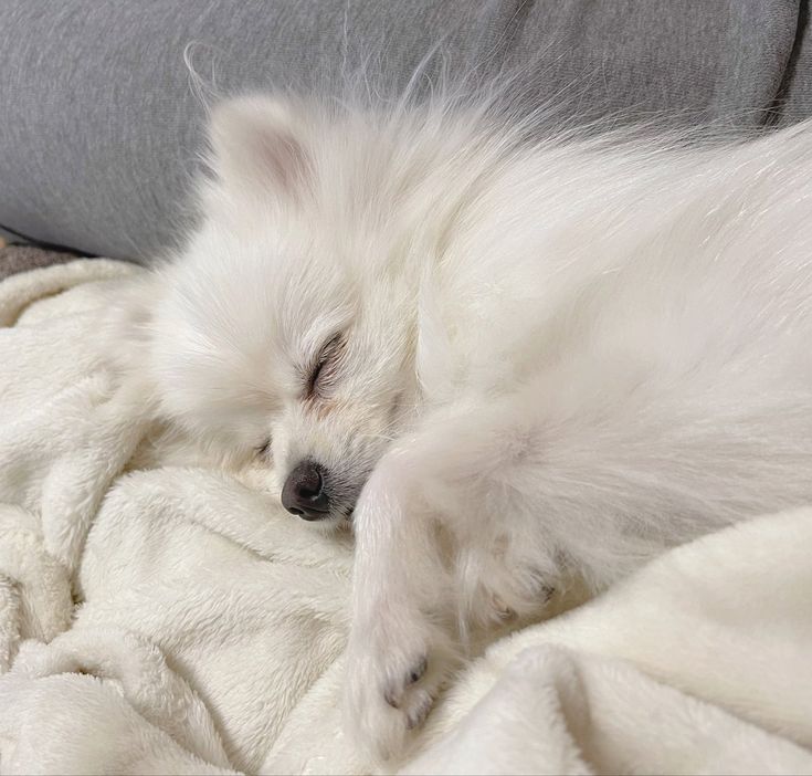 fairycodex's tweet image. MI PRINCESA, se llama Miel, me al regalo mi esposo.