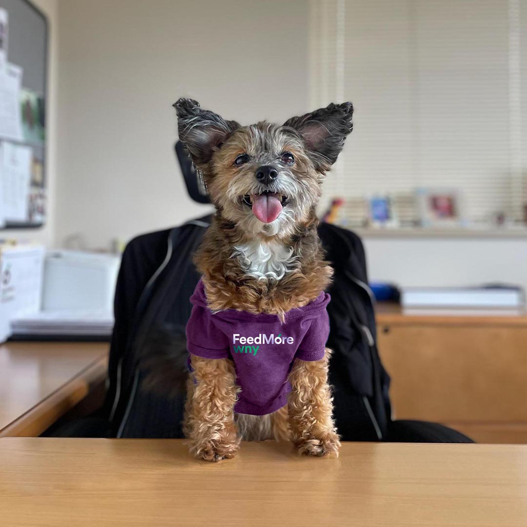 This #NationalDogDay, we want to give a shoutout to our buddy Roxy, the official mascot of our AniMeals Program, which provides free dog &amp; cat food to our Meals on Wheels clients, and makes pet food available to partner food pantries!

More on AniMeals: feedmorewny.org/programs-servi…