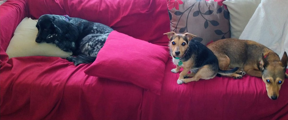 Every day is #InternationalDogDay  according to Rosie, Betsy and Bonnie.
