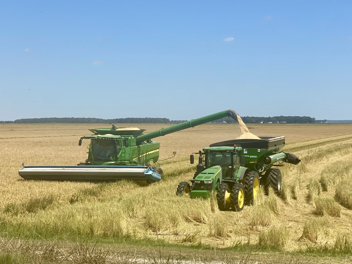 2025 Rice 🌾 harvest has officially started, 7302 <a href="/RiceTec_US/">RiceTec US</a> <a href="/RicelandFoods/">Riceland Foods, Inc.</a> <a href="/TylerHydrick/">Tyler Hydrick</a> <a href="/PnPAgConsulting/">P&P Consulting</a>