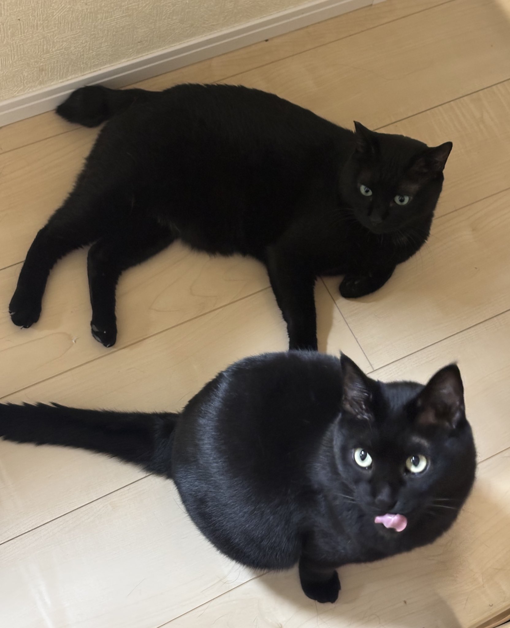 黒猫様♡ありがとうございます♡ さいとう on X: 