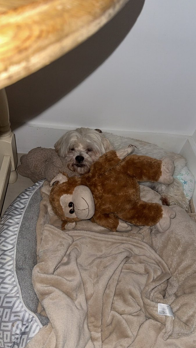 Last night I lost my best friend of 12 years, rest up cz ❤️