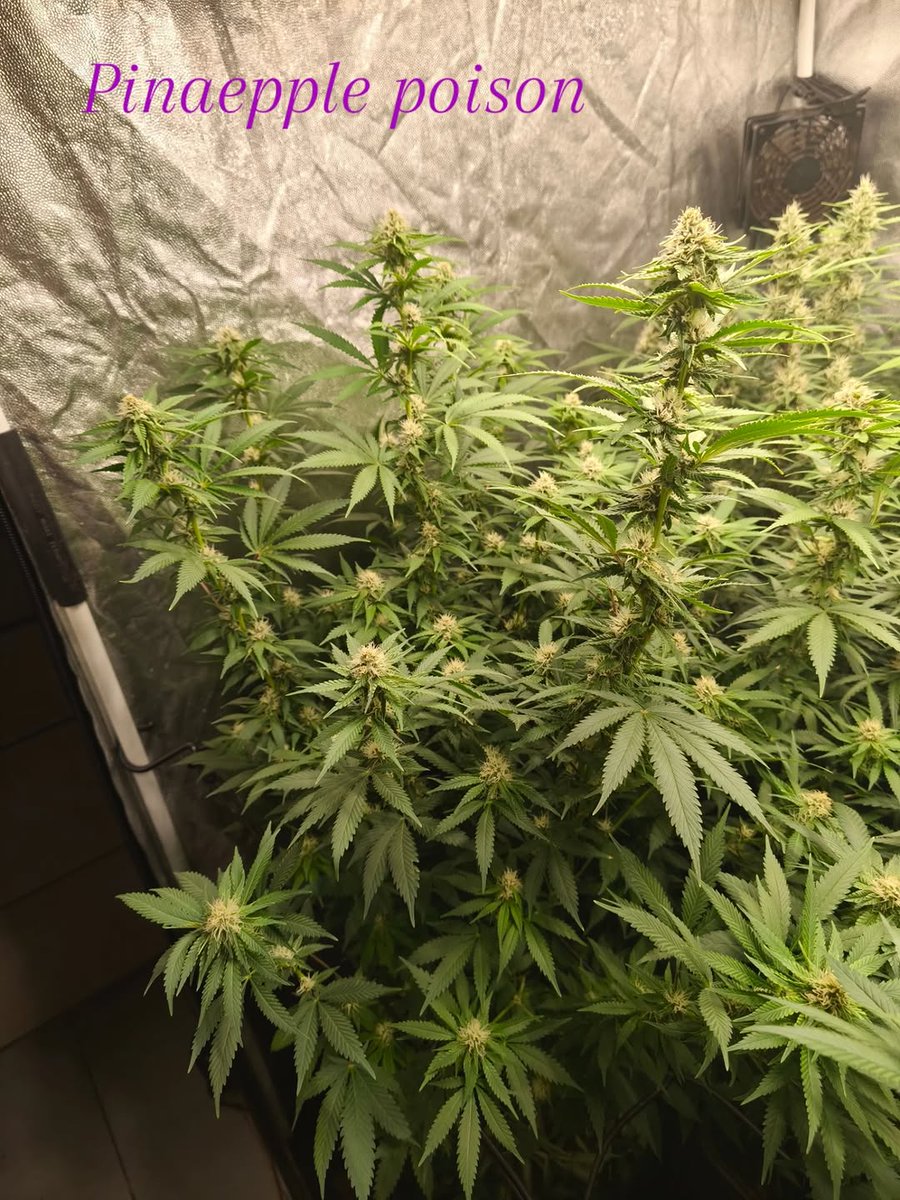 Belle floraison pour ces 5 filles de <a href="/SuperSativa1985/">Super Sativa Seed Club</a> en #livingsoil 
<a href="/CannaSpotShop/">CannaSpot</a>  + thé compost et Reaper de <a href="/livingsoil/">Filip</a> Angleterre 
2 strawberry Chemdawg OG 
1 lemon OG 
1 Pinaepple poison 
1 green Papaya a 21 jours de floraison avec le strech 💚💛❤️
