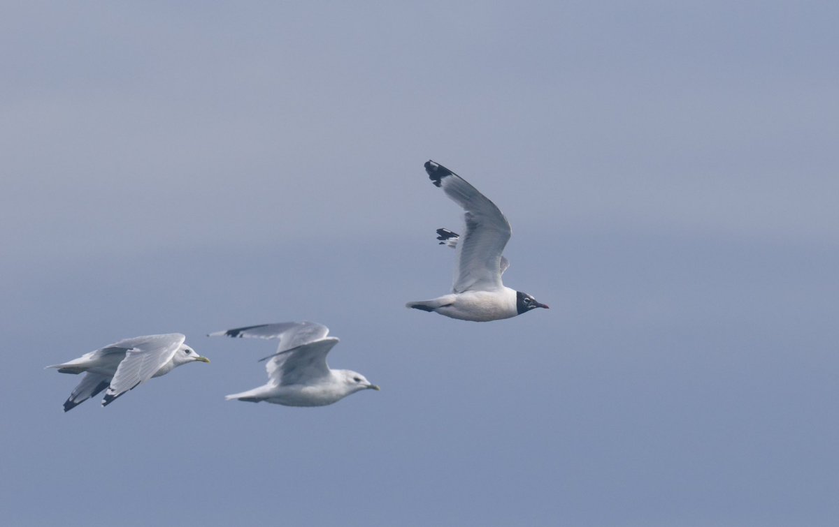 I’m not sure any of us had a Franklin’s Gull on the cards today, its been a slow start to the autumn and hopefully more birds like this will keep coming! Number 296 for my island list, 300 is creeping closer!
