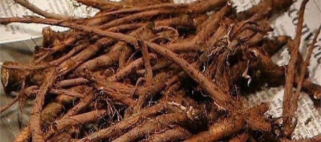 Dandelion tea has the power to destroy cancer cells!

Here is a recipe for dandelion coffee:

Dig up a 2 year old root (it's as thick as your little finger) wash it. Cut into 1.5-2 cm pieces, put in a frying pan, or oven, roast until light brown, and grind in a coffee grinder.