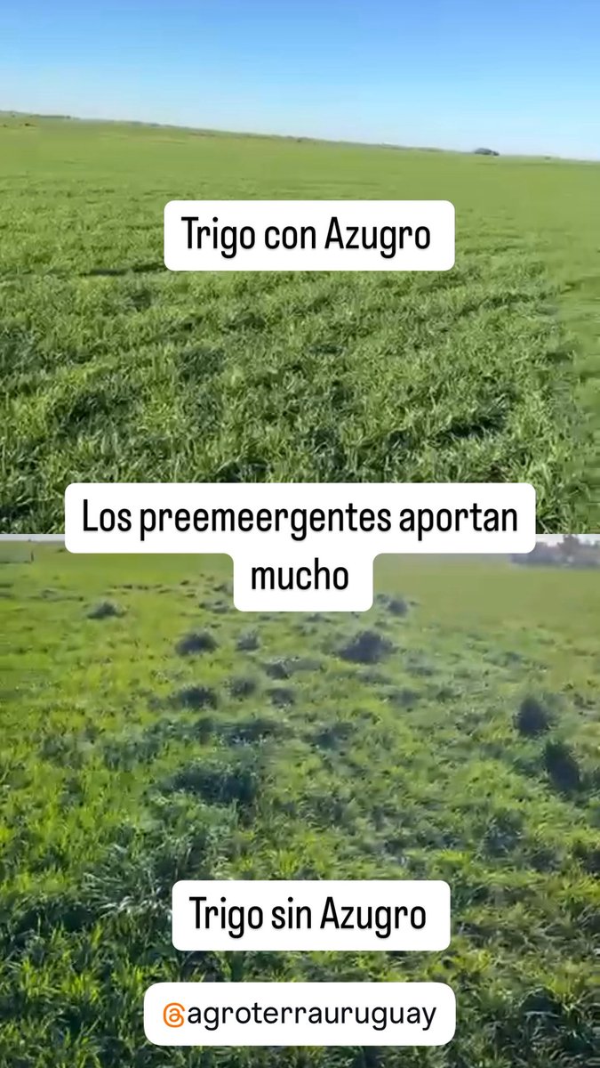 Los preemergentes aportan mucho !!