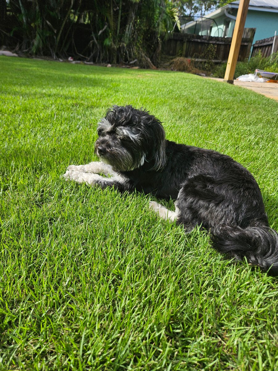 BorRazu13's tweet image. #dogsofturf at home