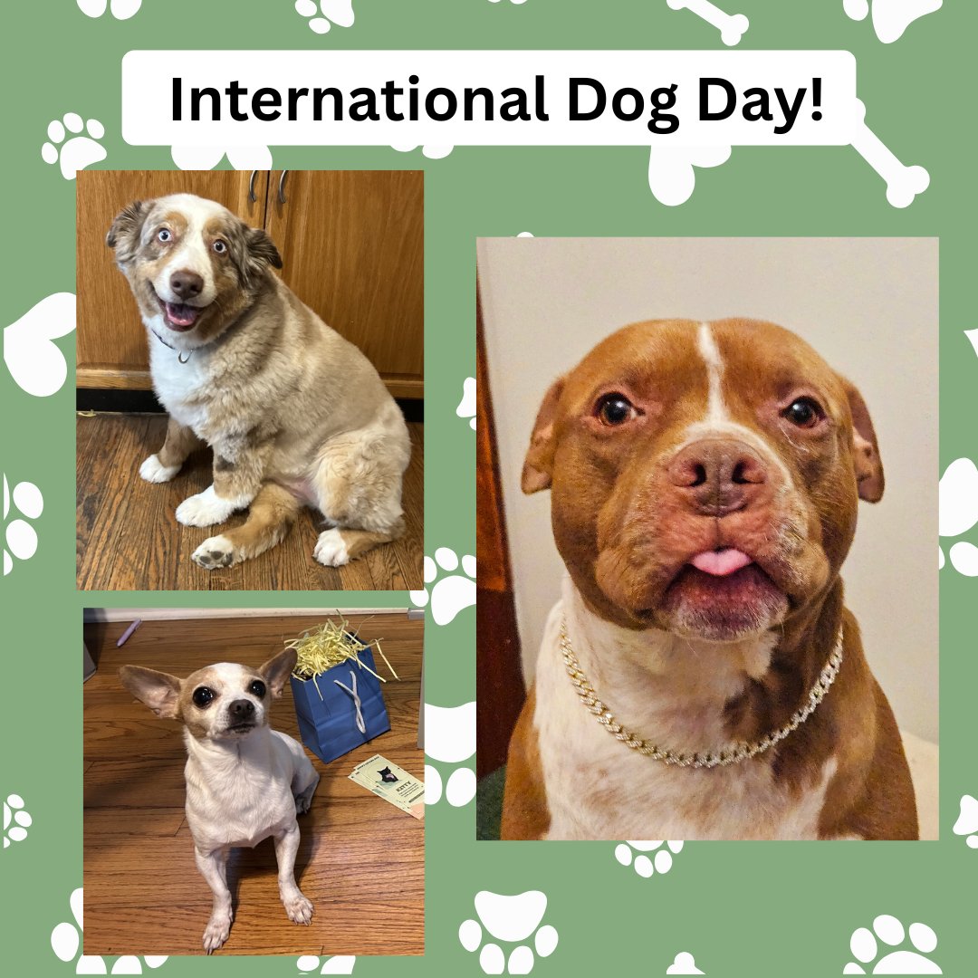 Happy International Dog Day! 🐾 

Meet the pups who bring extra joy to our staff every day. 💛🐶

 #InternationalDogDay #DogLovers #Pawtastic