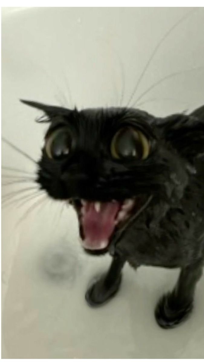 Mofffshi's tweet image. Back at it with Panther drawn over some cursed cat image
I missed doing this so I might be making more, we&apos;ll see

#kaijuparadise #panther #kp #kaijuparadisepanther