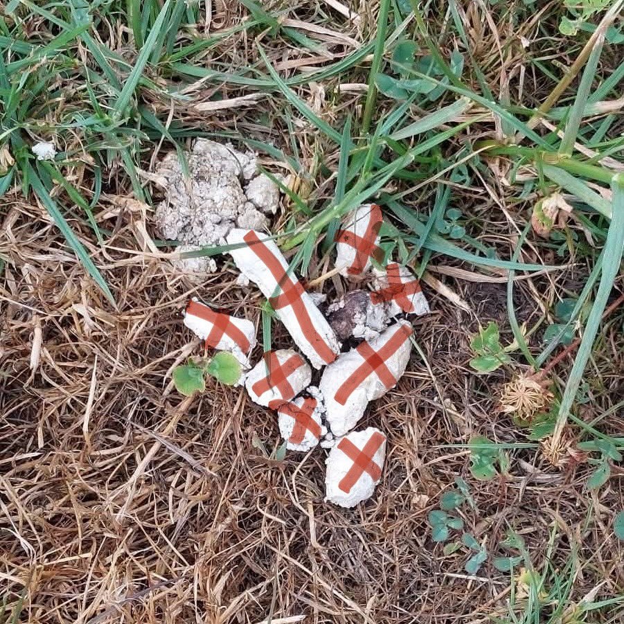 IWCanDepress's tweet image. Patriots on the Isle of Wight are turning white dog turds into symbols of national unity #iwnews
