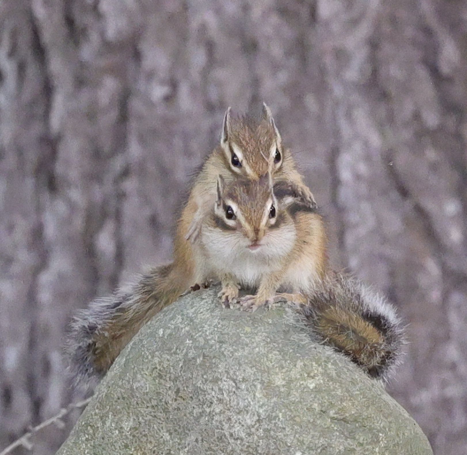 じゅんじゅん (@mintberrxw) / X