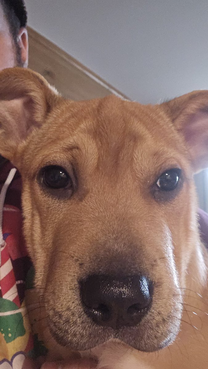 cegan54's tweet photo. Introducing Rufus Wysocki Egan. Want more Rufus? Then tell @dropout @samreich @JacobWysocki to respond to my email requesting their official corporate sponsorship for my fantasy football team https://t.co/DFhbrjLs9D