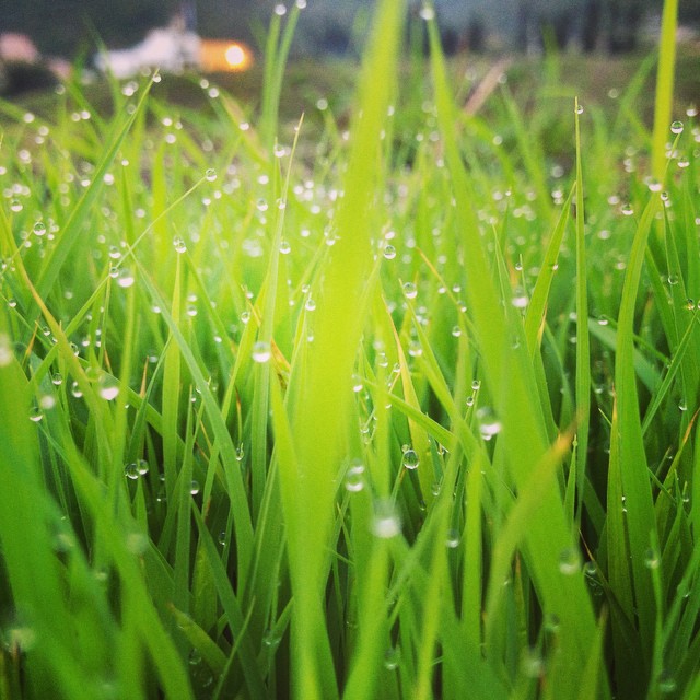 Nature's beauty in every drop 🌱💧 Capturing the serene elegance of morning dew on fresh grass. It's the little things that make the world so vibrant. #Nature #MorningDew #GreenVibes