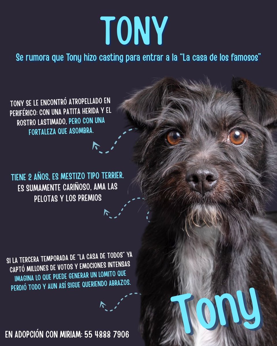 molly_189's tweet photo. #LaCasaDeLosFamososMx3 Ojalá dieran un RT para realmente salvar a uno de estos nominados a adopción. Llevan meses viviendo en una jaula en pensión https://t.co/rIWzdcofMr