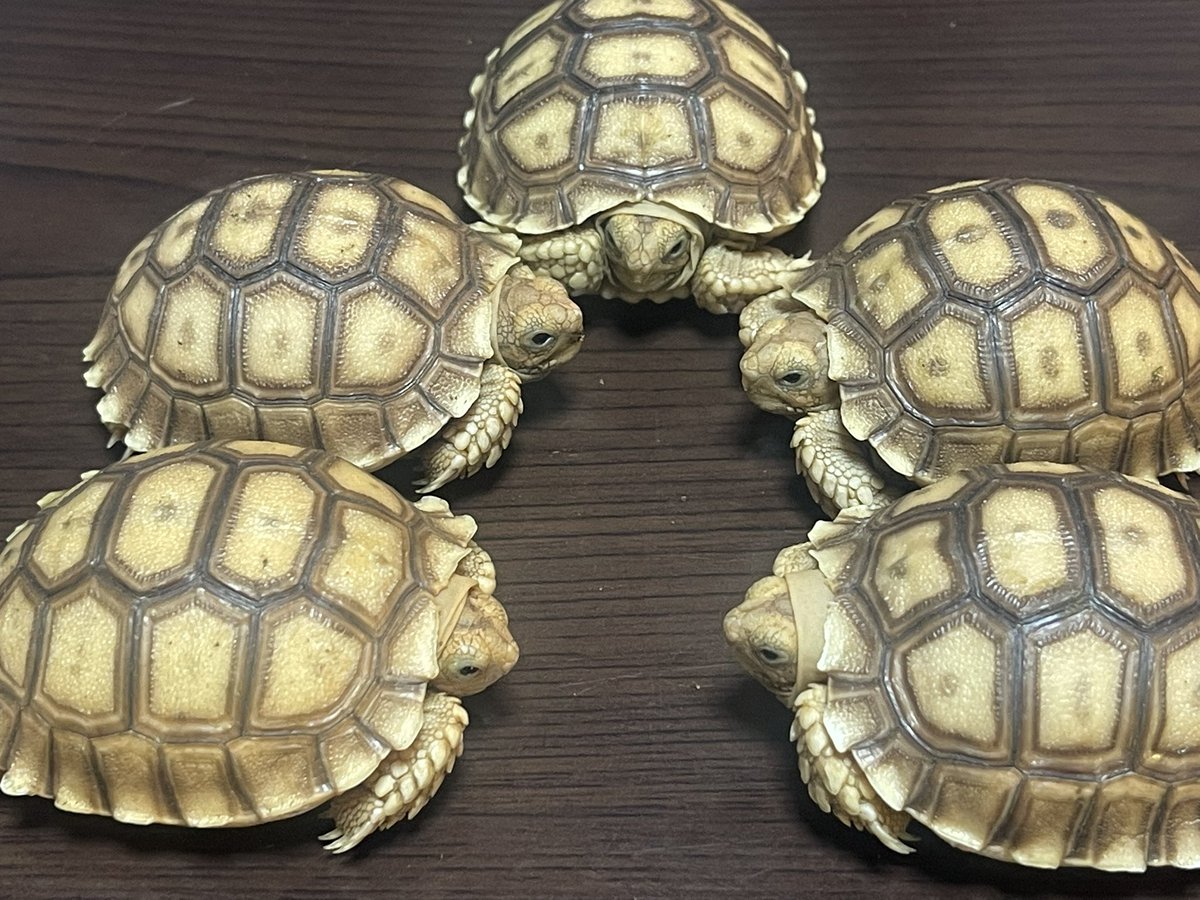 りくがめ ケヅメリクガメ リクガメ図鑑