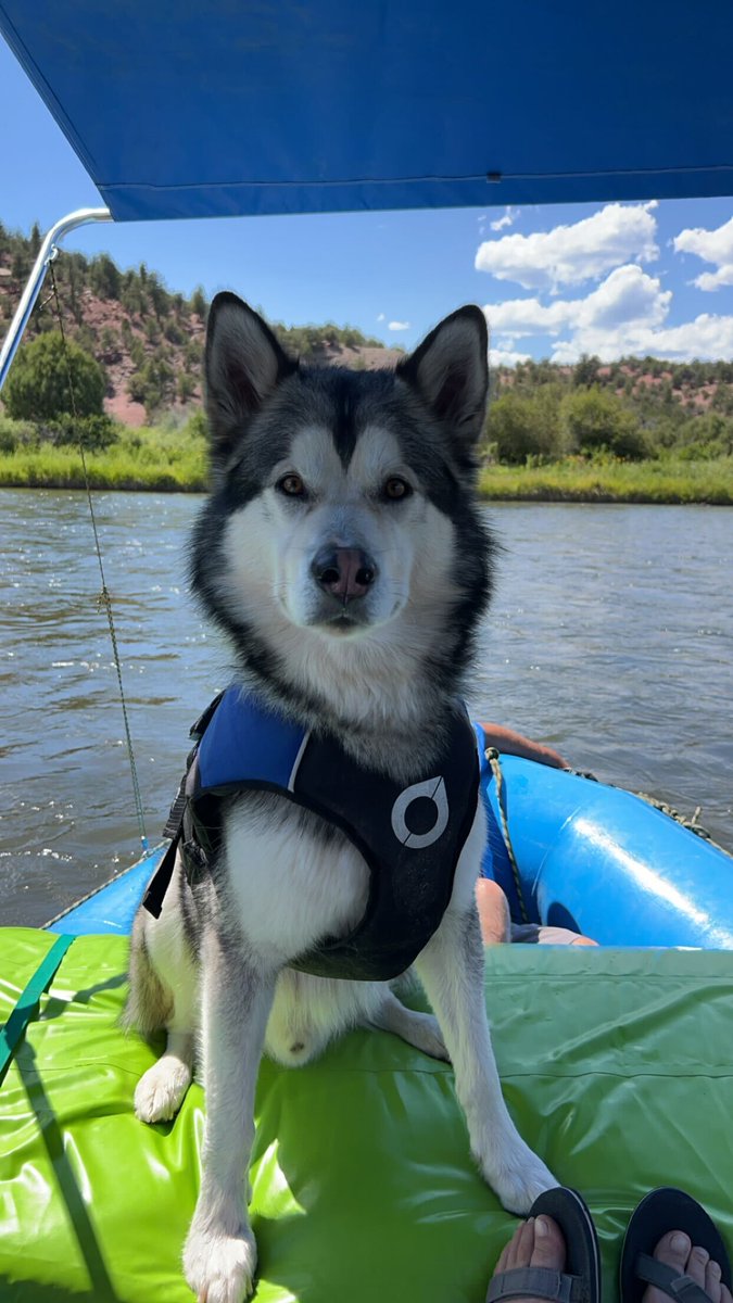 AdvancedSpace's tweet image. Happy #NationalDogDay from Advanced Space! 🎉 Give your furry pals an extra treat and lots of love today! 🐶 Here are our Advanced Space pups enjoying the outdoors or relaxing at home! 

#AdvancedSpace #NationalDogDay