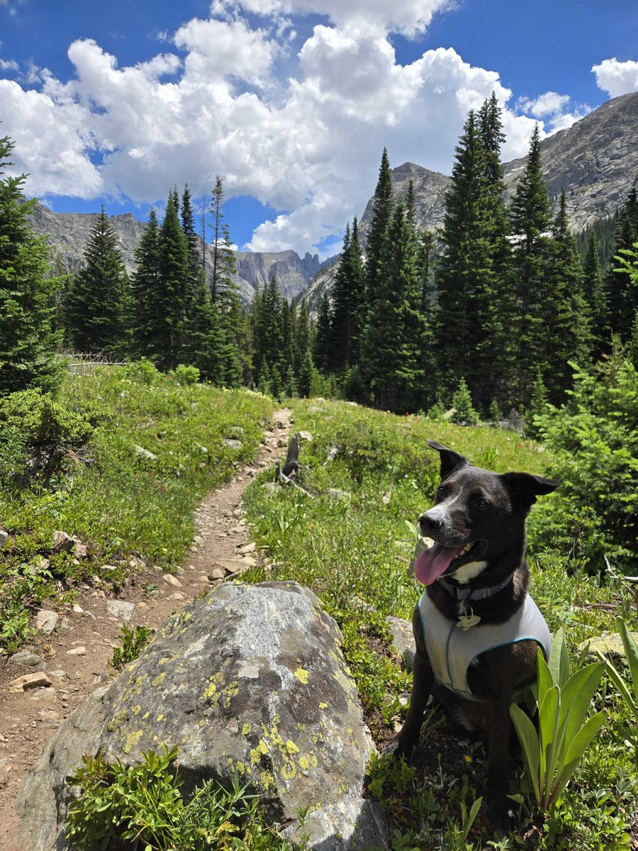 AdvancedSpace's tweet image. Happy #NationalDogDay from Advanced Space! 🎉 Give your furry pals an extra treat and lots of love today! 🐶 Here are our Advanced Space pups enjoying the outdoors or relaxing at home! 

#AdvancedSpace #NationalDogDay