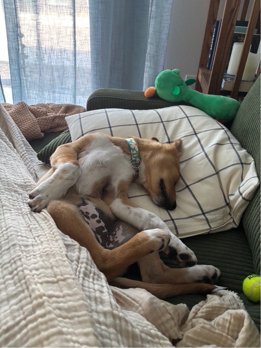 AdvancedSpace's tweet image. Happy #NationalDogDay from Advanced Space! 🎉 Give your furry pals an extra treat and lots of love today! 🐶 Here are our Advanced Space pups enjoying the outdoors or relaxing at home! 

#AdvancedSpace #NationalDogDay