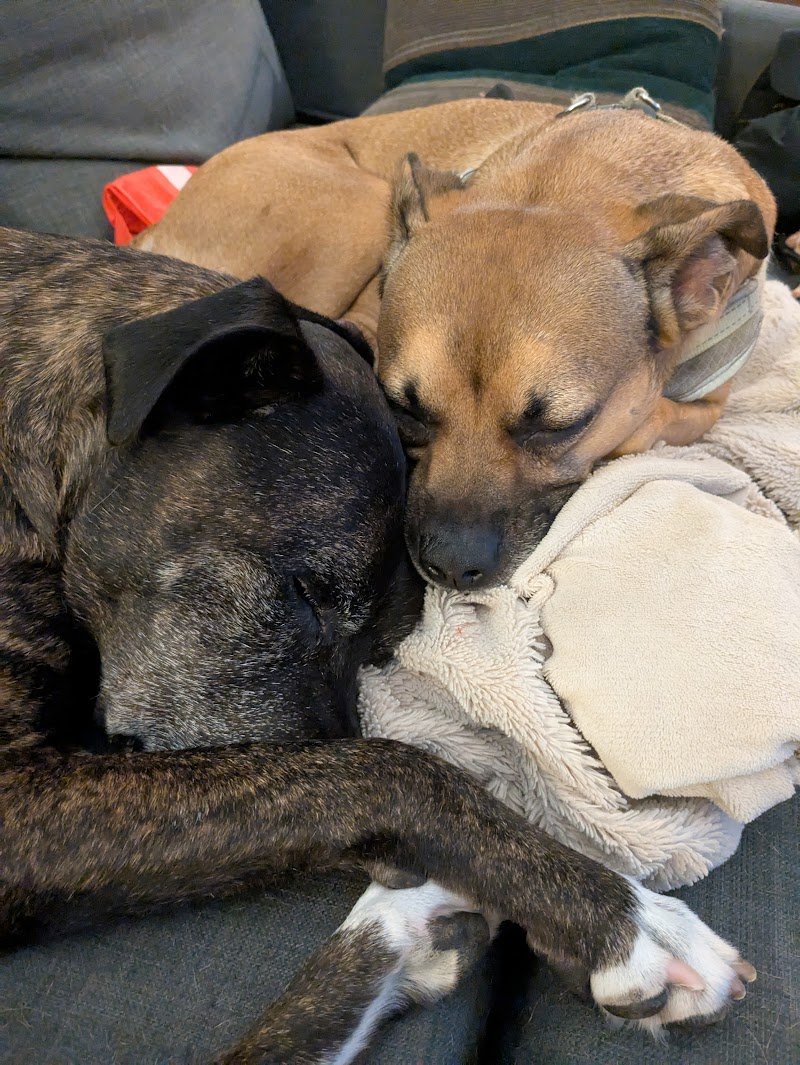 AdvancedSpace's tweet image. Happy #NationalDogDay from Advanced Space! 🎉 Give your furry pals an extra treat and lots of love today! 🐶 Here are our Advanced Space pups enjoying the outdoors or relaxing at home! 

#AdvancedSpace #NationalDogDay