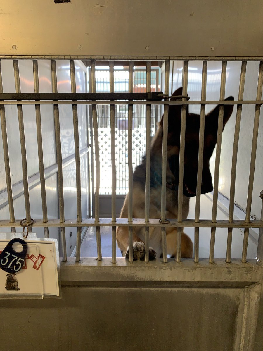 Heartbroken to learn this happened to Rocky. Sweet baby boy is terrified of hoses. 
kpbs.org/news/2025/08/2…