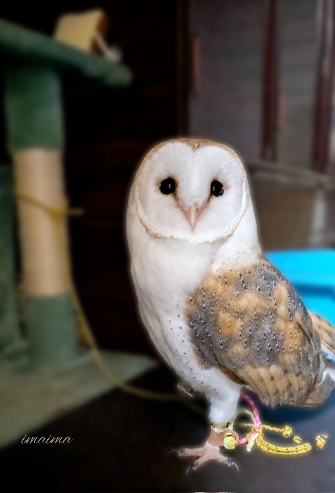 なんかよく分からないフクロウ 【公式通販】