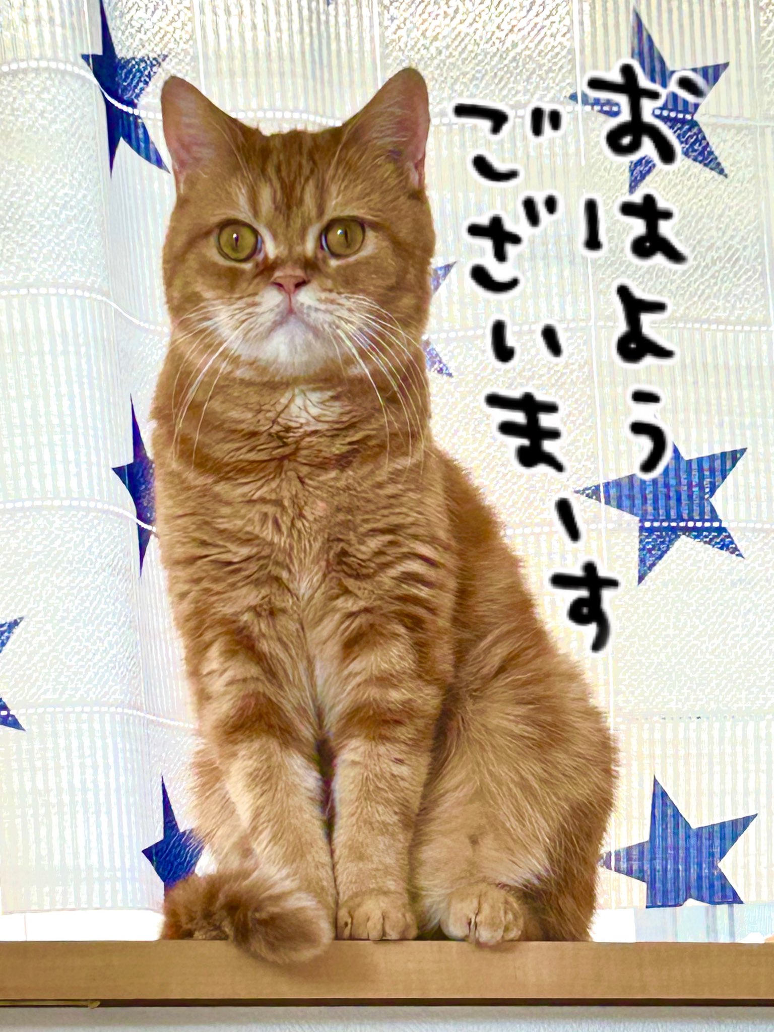 ちゃちゃ☘️可愛い猫ちゃんいます❤︎໒꒱様 🐈‍⬛ぴめむぎ🐈 on X: 