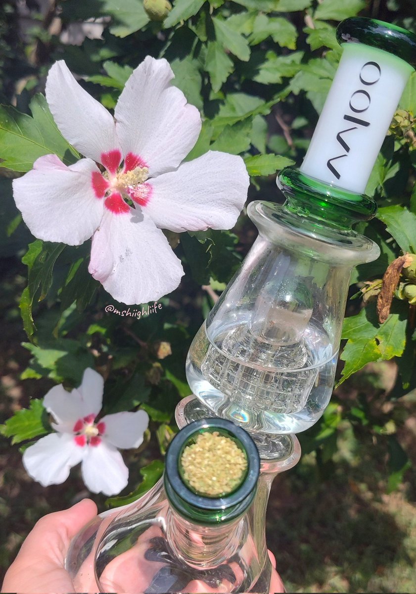 The gorgeous Smora Glass Bong by <a href="/oolvvglass/">oolvvglass</a> ✨🍃💨

Use code "hiigh" at checkout for 10% off! Link in bio! 💚