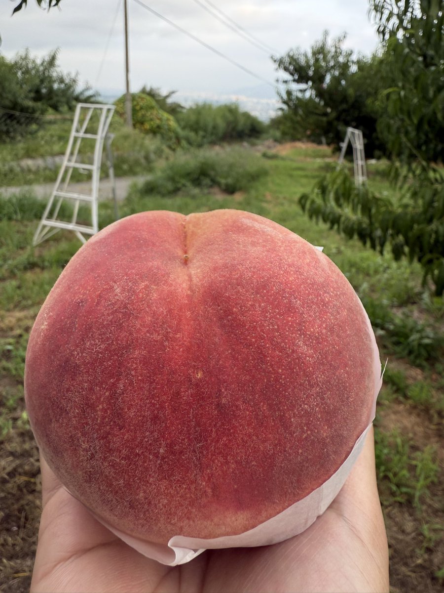 kusashio's tweet image. 8月27日（水）おはようございます。今日は、さくら白桃の収穫をしています。
いよいよ最後の白桃です。本日のオープンは8:00。直売店で販売します。