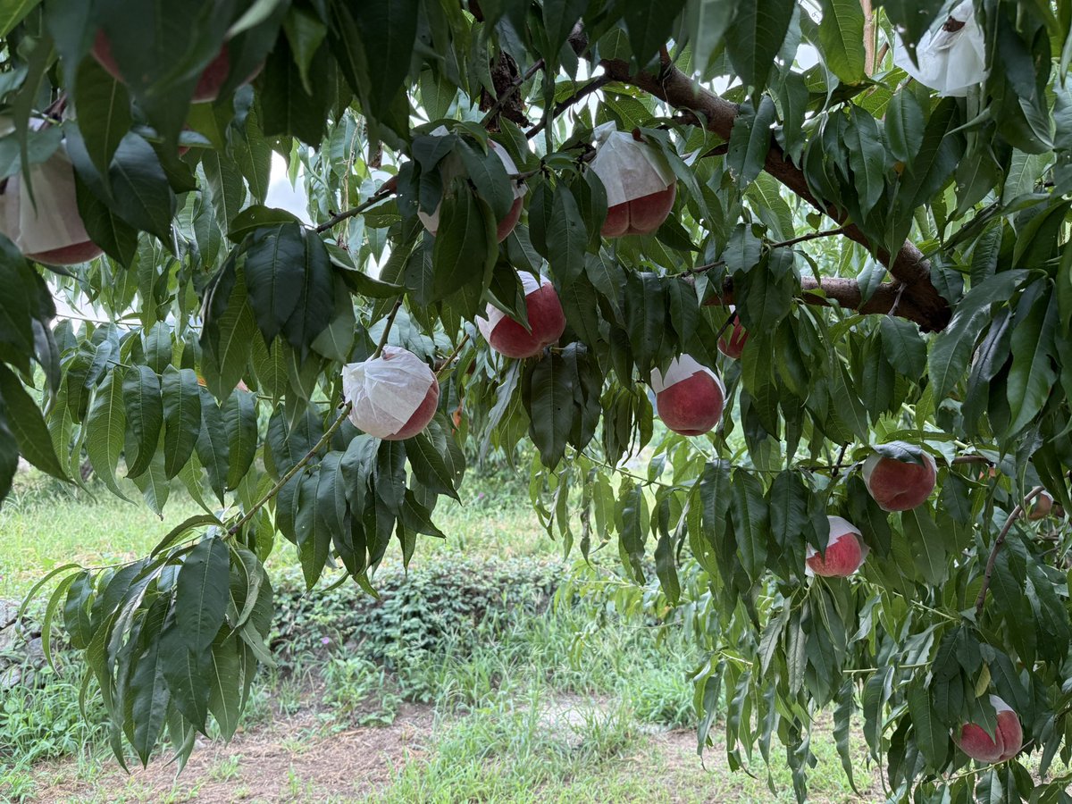 kusashio's tweet image. 8月27日（水）おはようございます。今日は、さくら白桃の収穫をしています。
いよいよ最後の白桃です。本日のオープンは8:00。直売店で販売します。