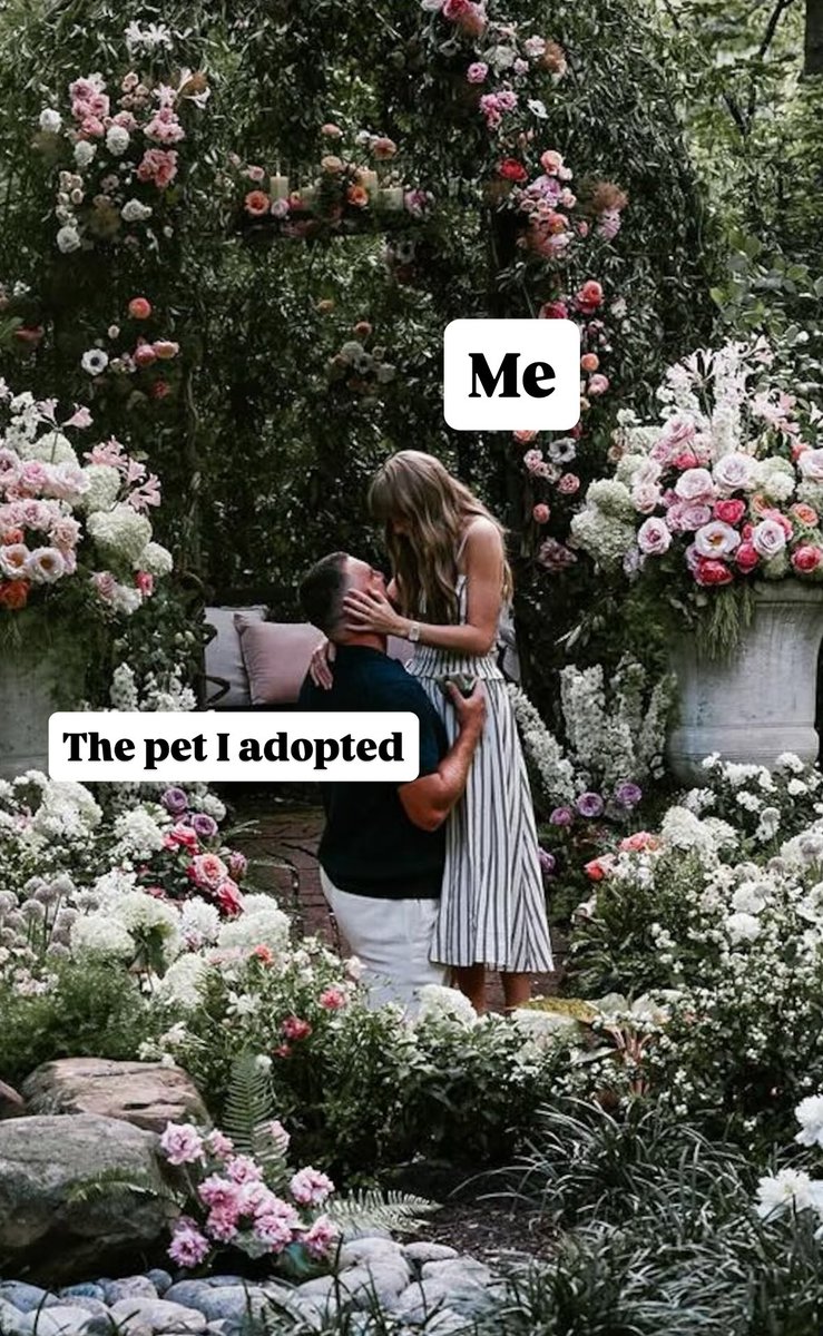 San Diego Humane Society (@sdhumane) on Twitter photo Make your love story come true by adopting at sdhumane.org/pets 💖 #taylorswift #tswift #taylorandtravis Make your love story come true by adopting at sdhumane.org/pets 💖 #taylorswift #tswift #taylorandtravis