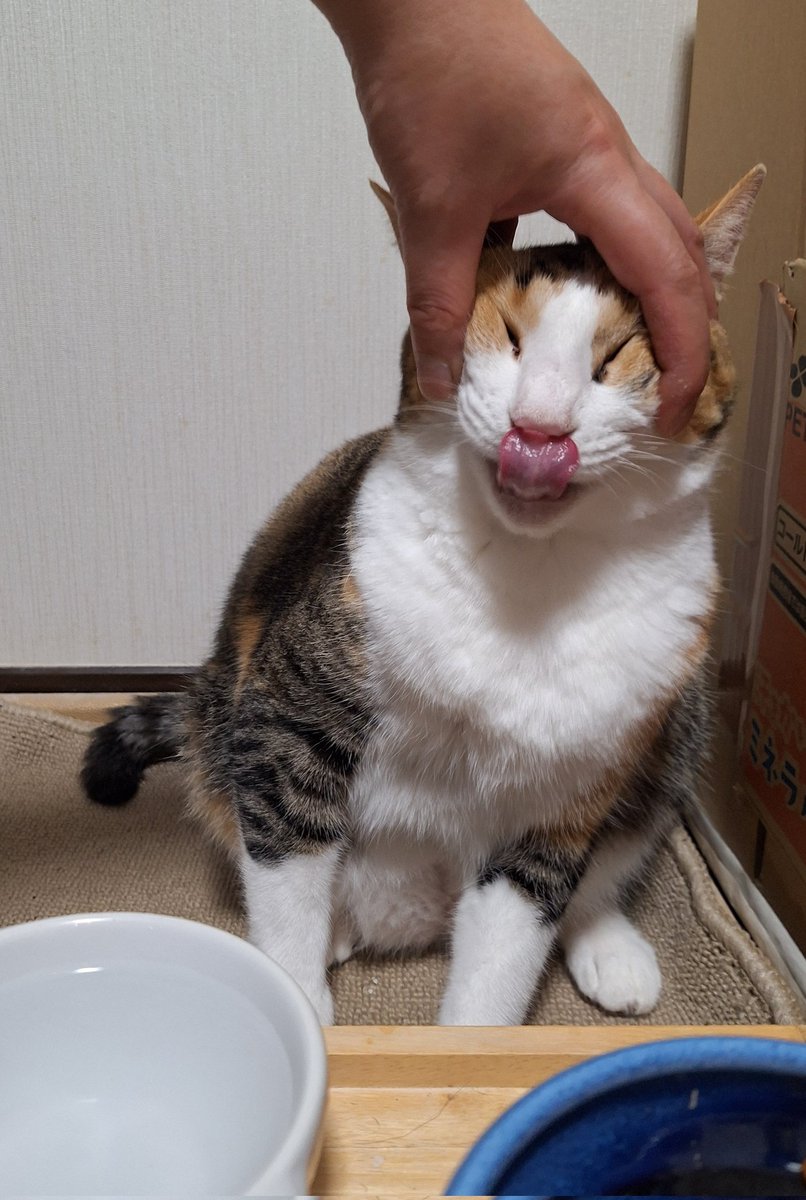 kawaii_nekoniko's tweet photo. お水飲んで偉いね https://t.co/BW9ThpZmpw