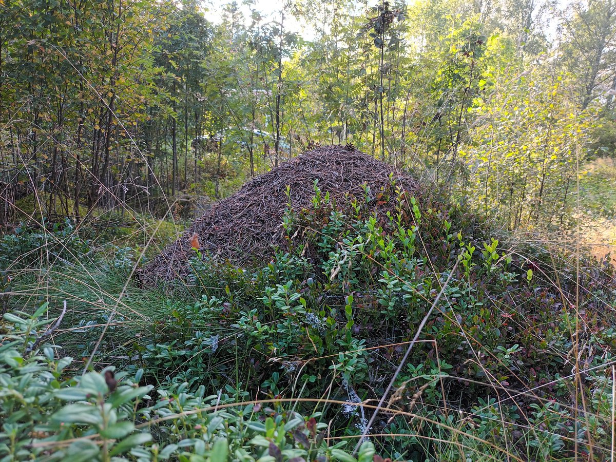 kristallnaach's tweet photo. 🌳🌲 Erkundungstour #Wald🌲🌳
Ich war trotz #Wolf 🐺 Wolves allein
#Lingon #Preiselbeeren sammeln..
Sah Rehe..Rotkehlchen..Ameisen..
#Stuga am #See..fast einsam..
#Alleinlage ? #Elchenländle25
#Schweden 😜🦌 #Värmland https://t.co/WjqX7Wd4Y2