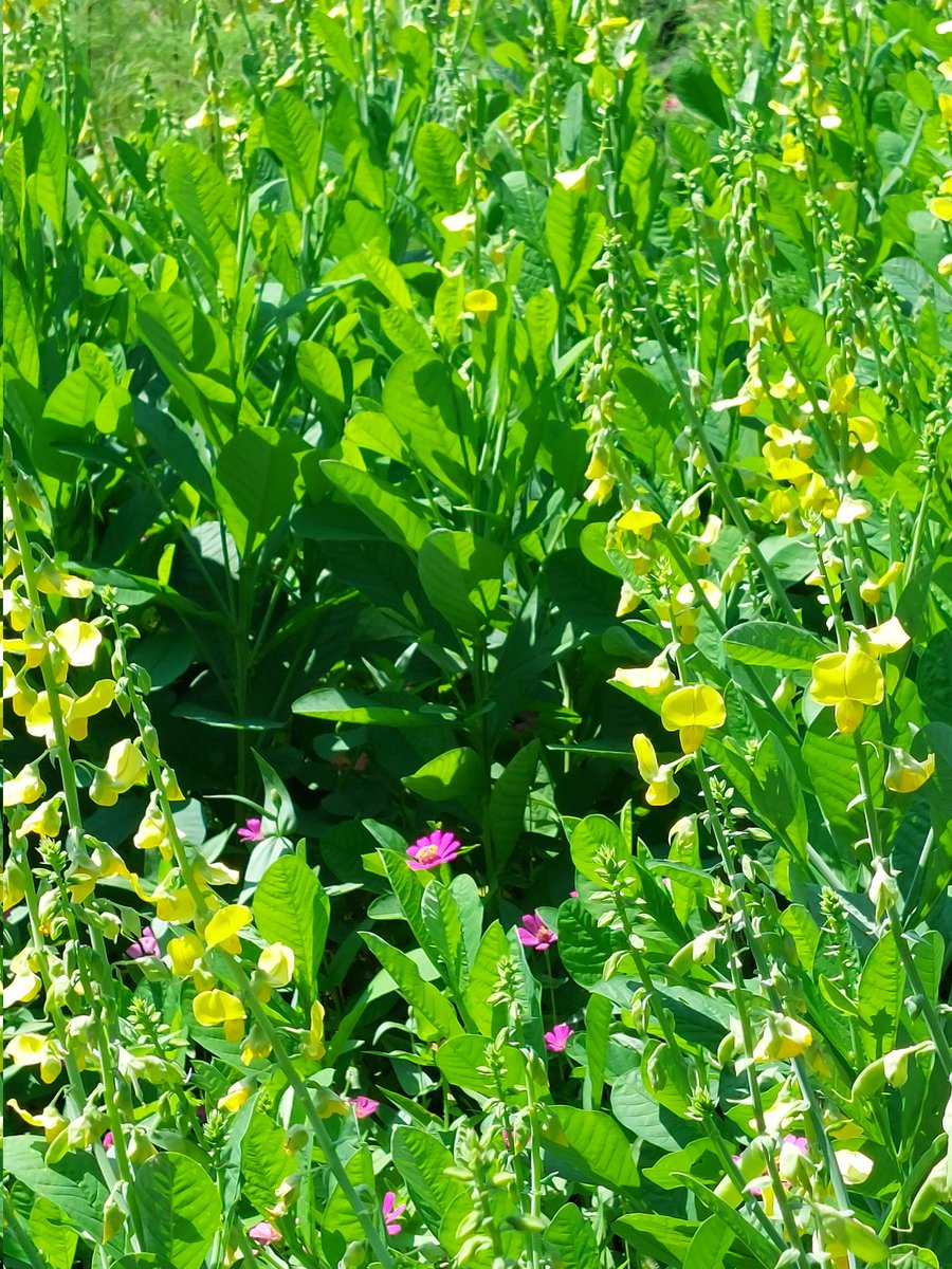 8/27(水)☀️おはようございます
🍀皆さま🍀
ご訪問有難うございます🥰

🌼大さじ小さじの
あっちこっちガーデン便り🌼

幸福の鈴(ベビーマラカス)が
咲き誇っています🪇🎶

とびっきりの笑顔で

今日も歩んでゆきましょ

ご自分のペースでね(^.^)*゜

本日も宜しくお願い致します💐😊🍀

＃お花大好き