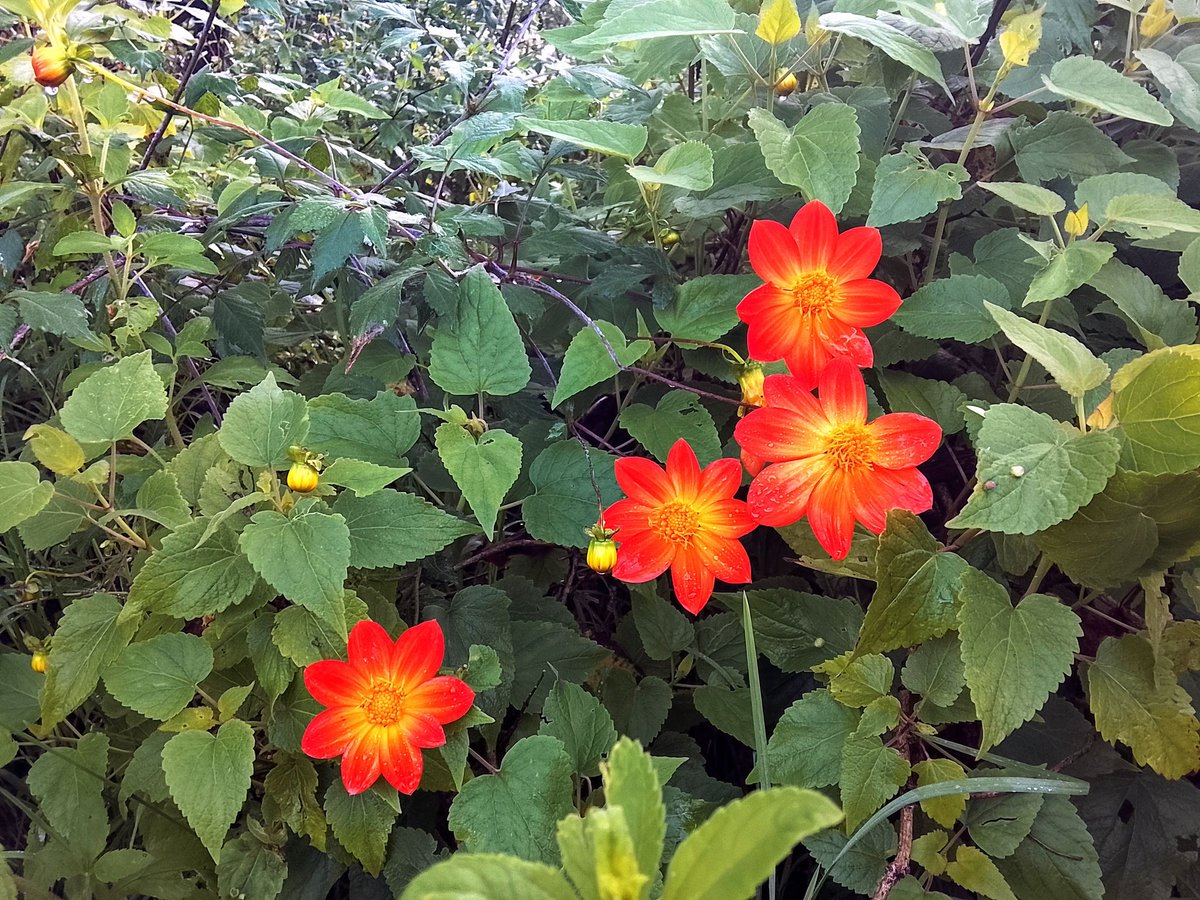 Coincido en que los jardines "salvajes" tienen una belleza especial, como el de Casa Colibrí, en Tlalpan. 🌸🌻🪴