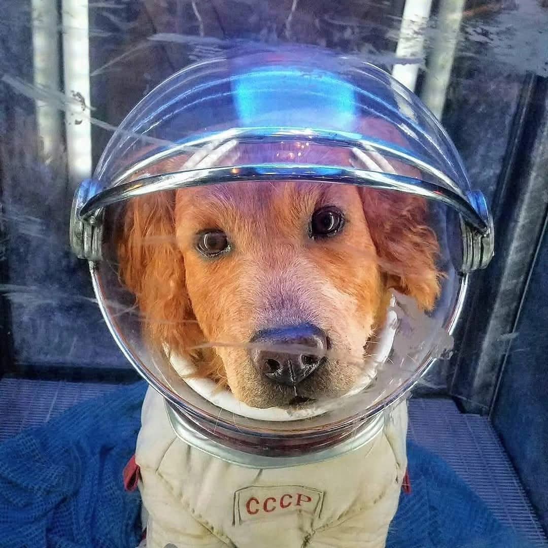 Cosmo wants you to know that it's National Dog Day and International Dog Day!!!